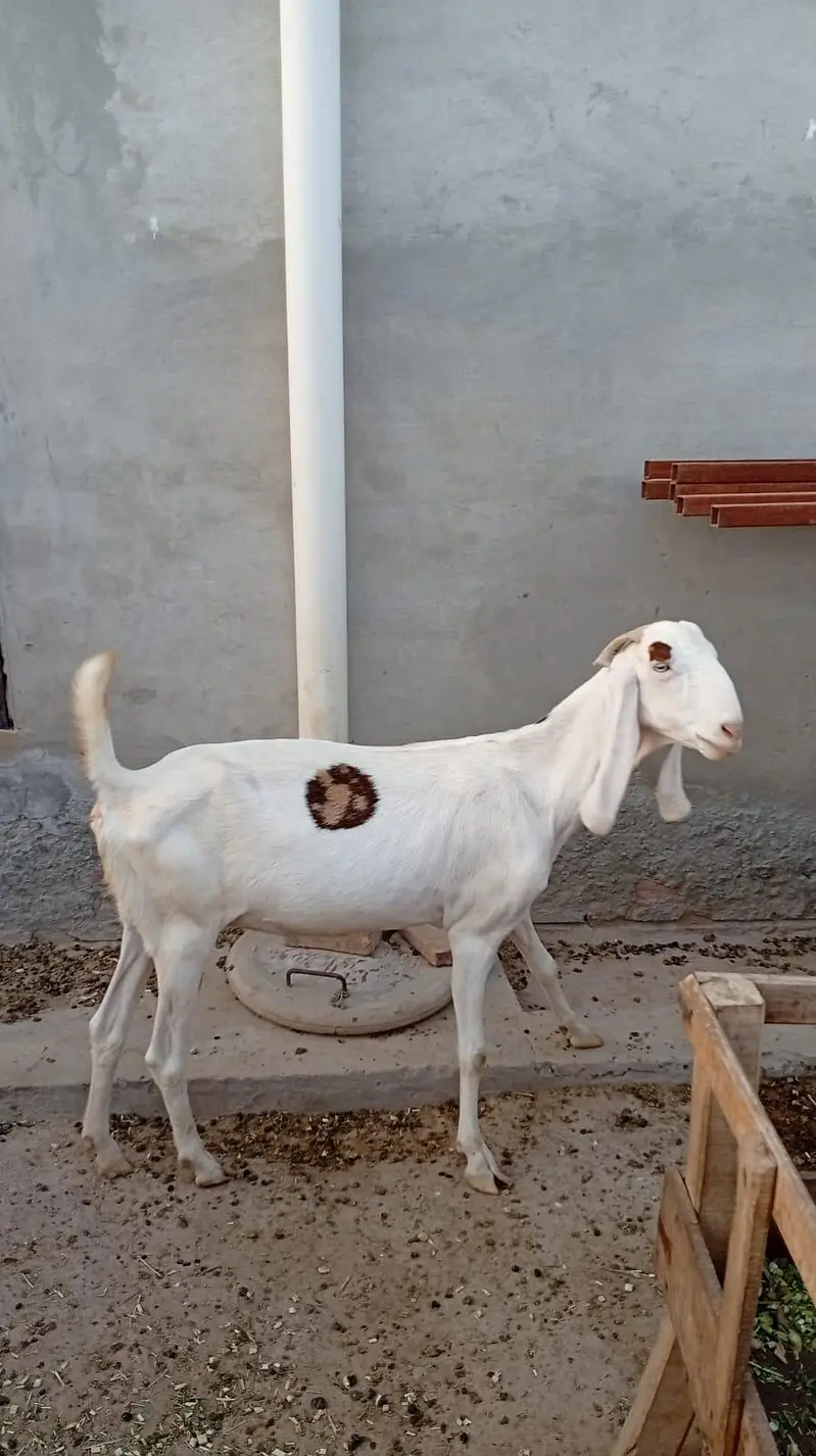 male female goats for sell — photo 5