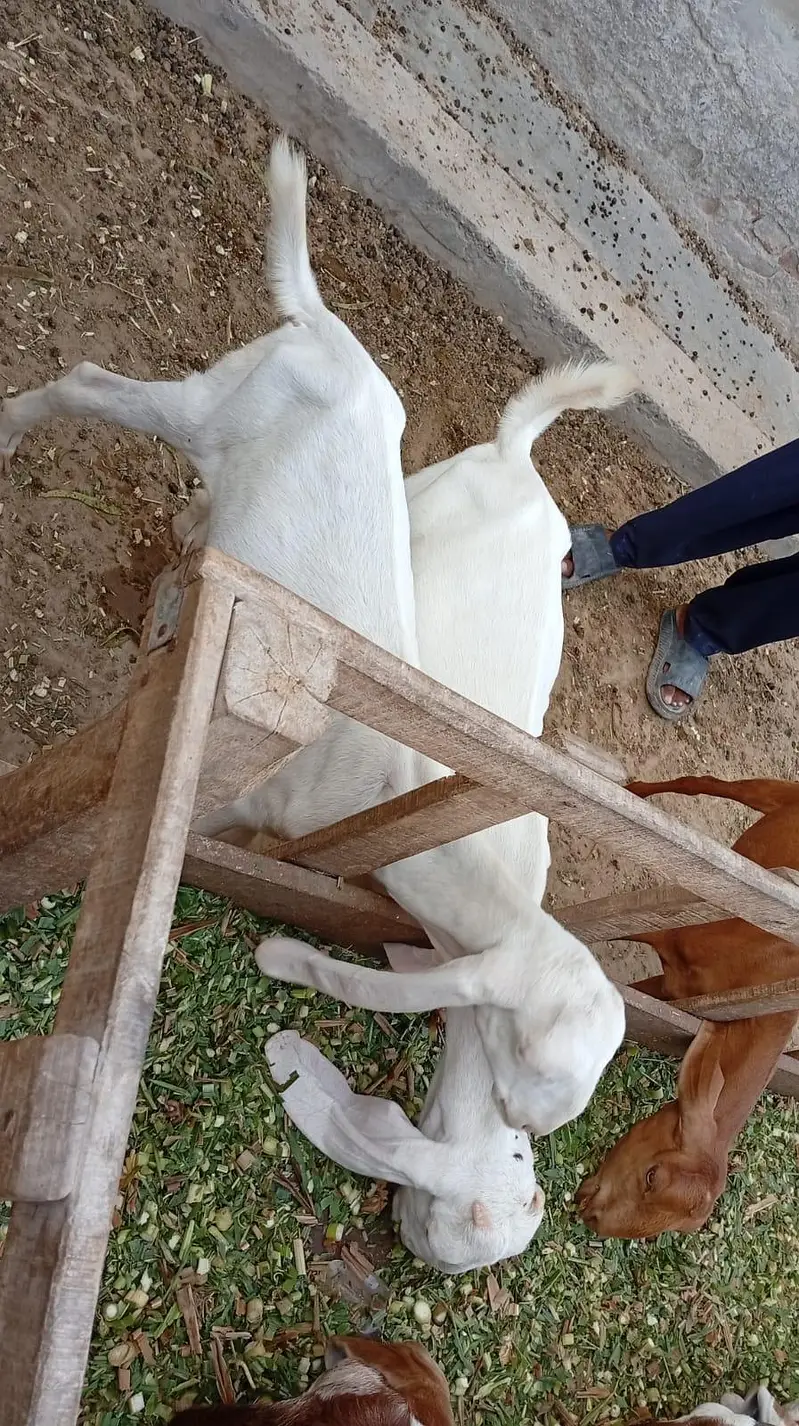 male female goats for sell — photo 6