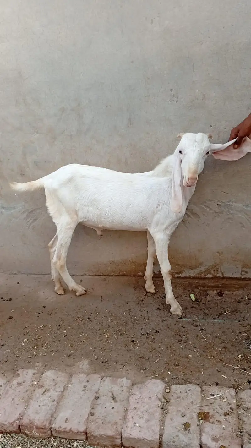 male female goats for sell — photo 7
