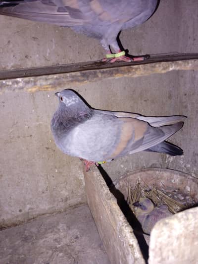 pigeon for sell