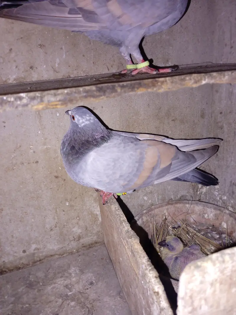 pigeon for sell