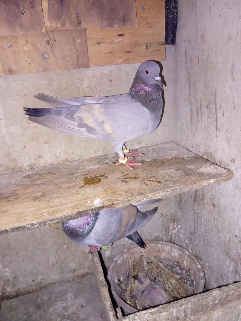 pigeon for sell — photo 2