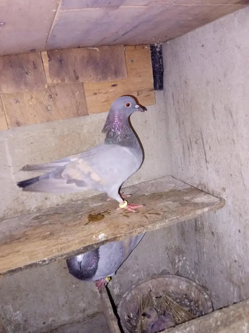 pigeon for sell — photo 3