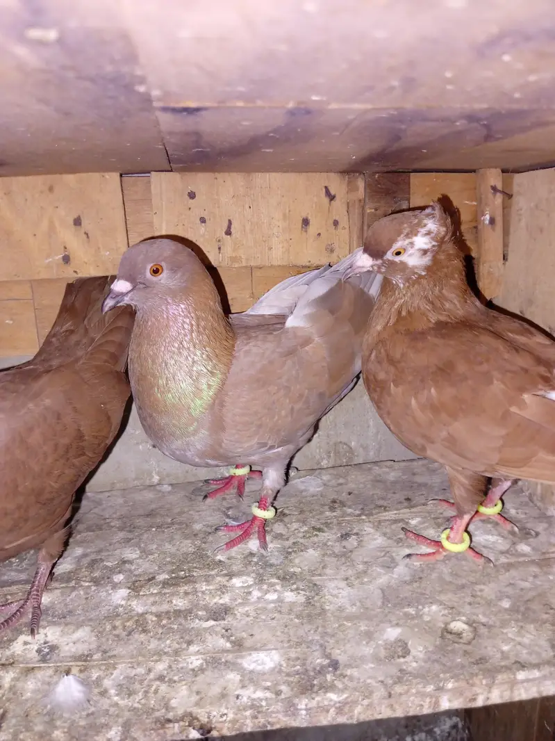 pigeon for sell — photo 4