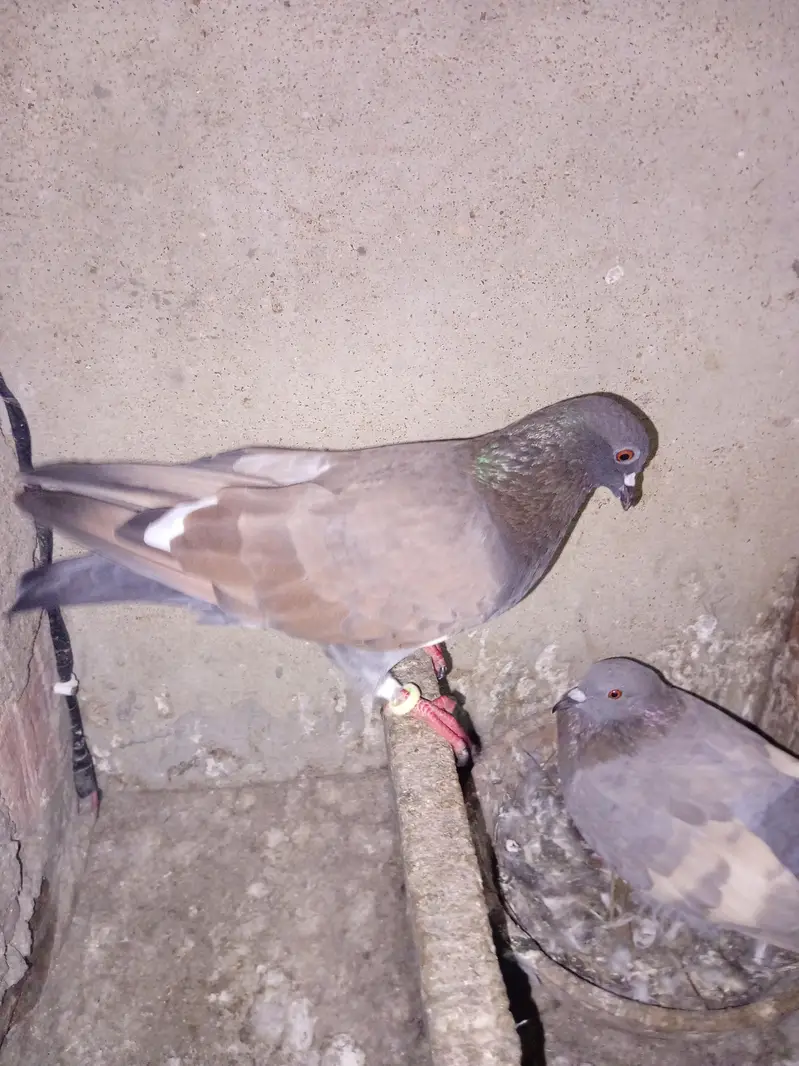 pigeon for sell — photo 5