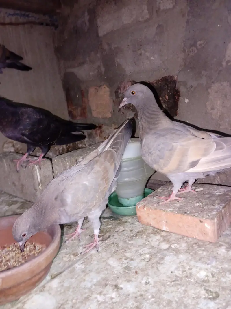 pigeon for sell — photo 6