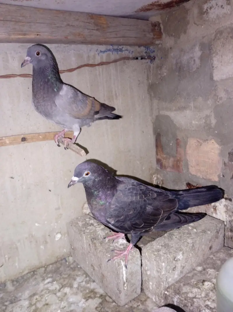 pigeon for sell — photo 7