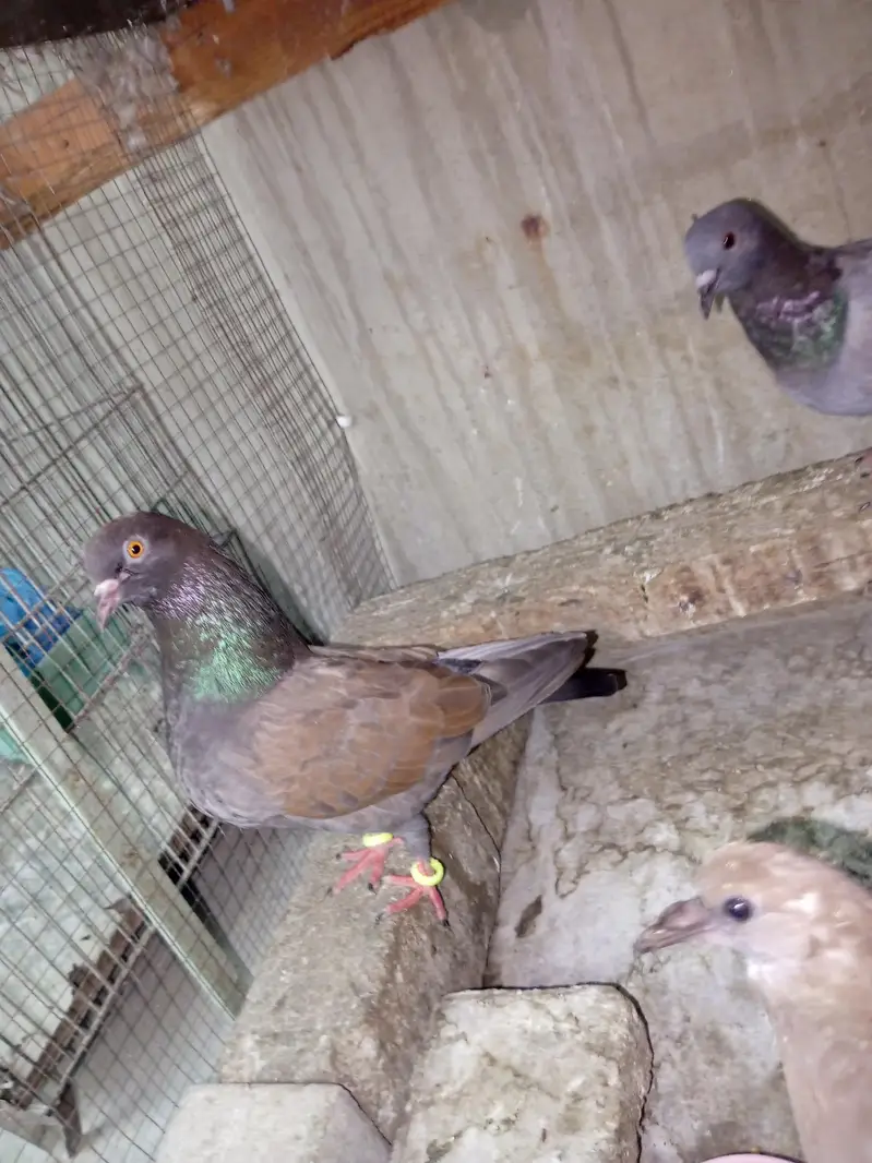 pigeon for sell — photo 8