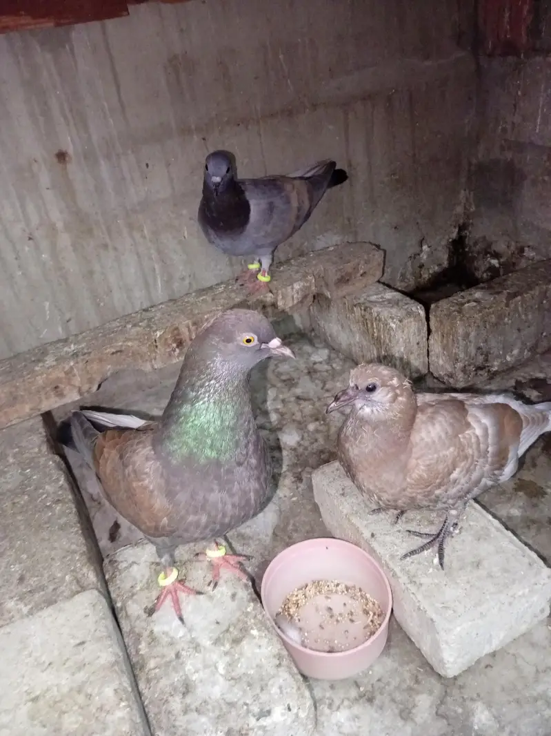 pigeon for sell — photo 9