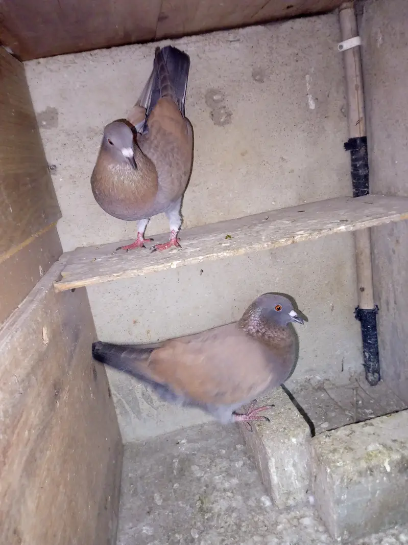 pigeon for sell — photo 10
