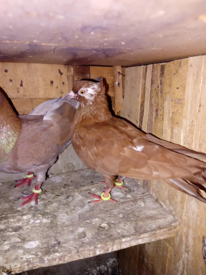 pigeon for sell — photo 11