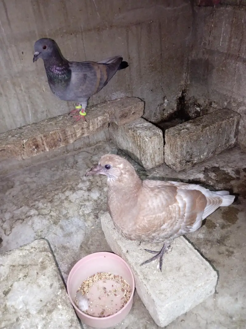 pigeon for sell — photo 12