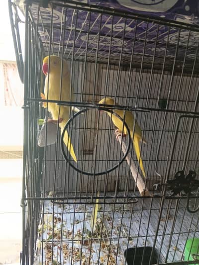 yellow ringnack