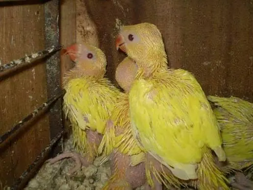 yellow ringnack — photo 3