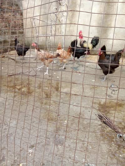 Austrolorp hens for sale