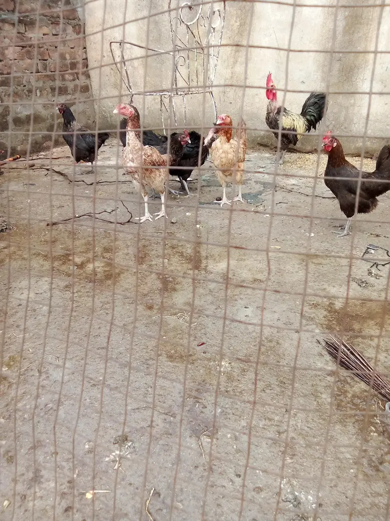 Austrolorp hens for sale — photo 2