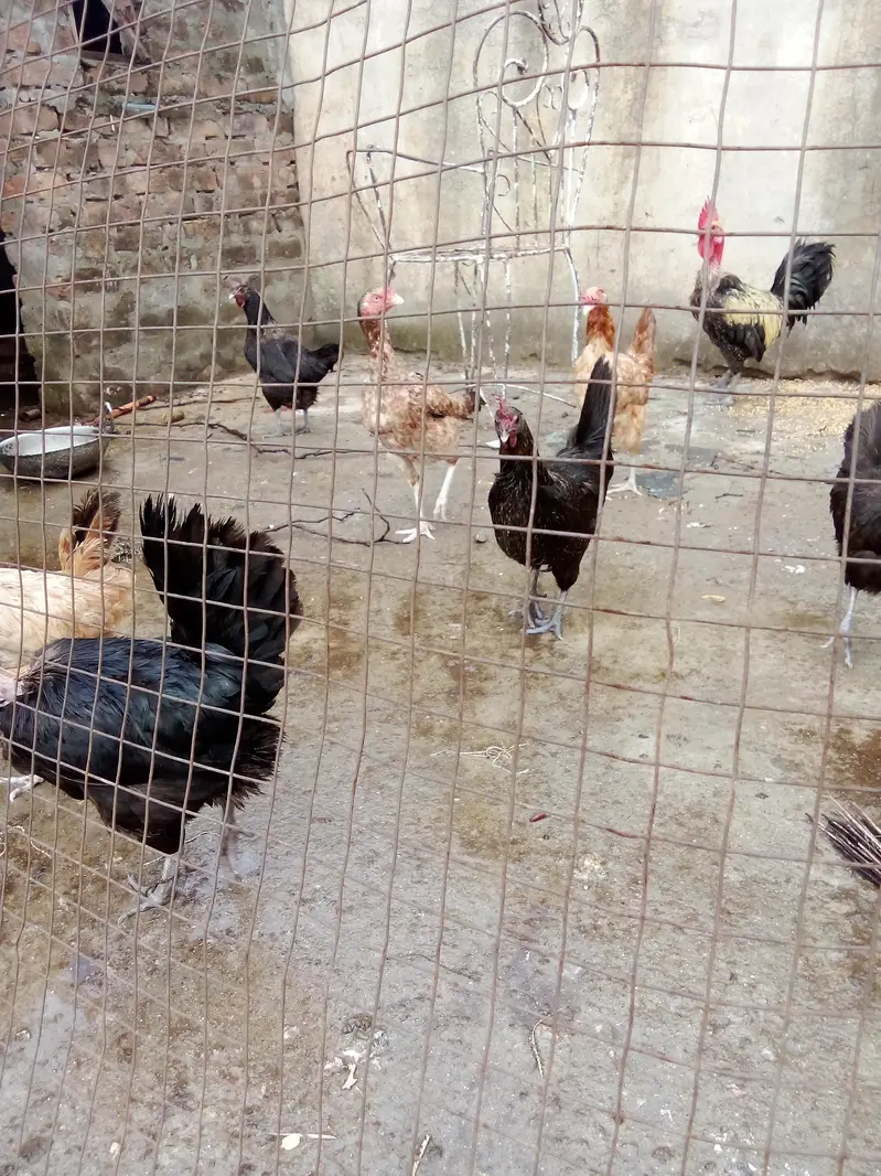 Austrolorp hens for sale — photo 3
