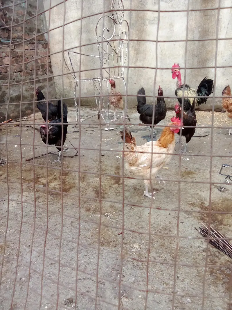 Austrolorp hens for sale — photo 4