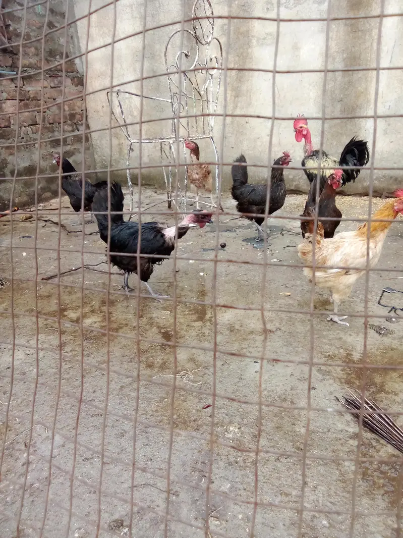 Austrolorp hens for sale — photo 5