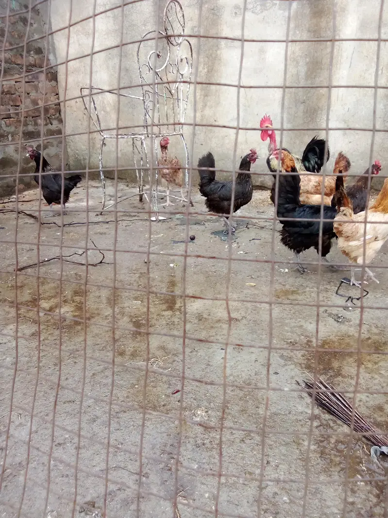 Austrolorp hens for sale — photo 6