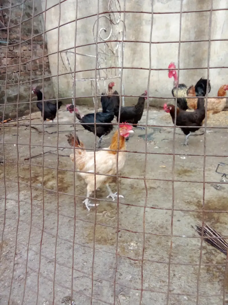 Austrolorp hens for sale — photo 7