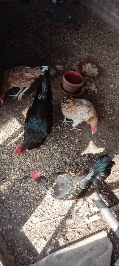 hens pair for sale
