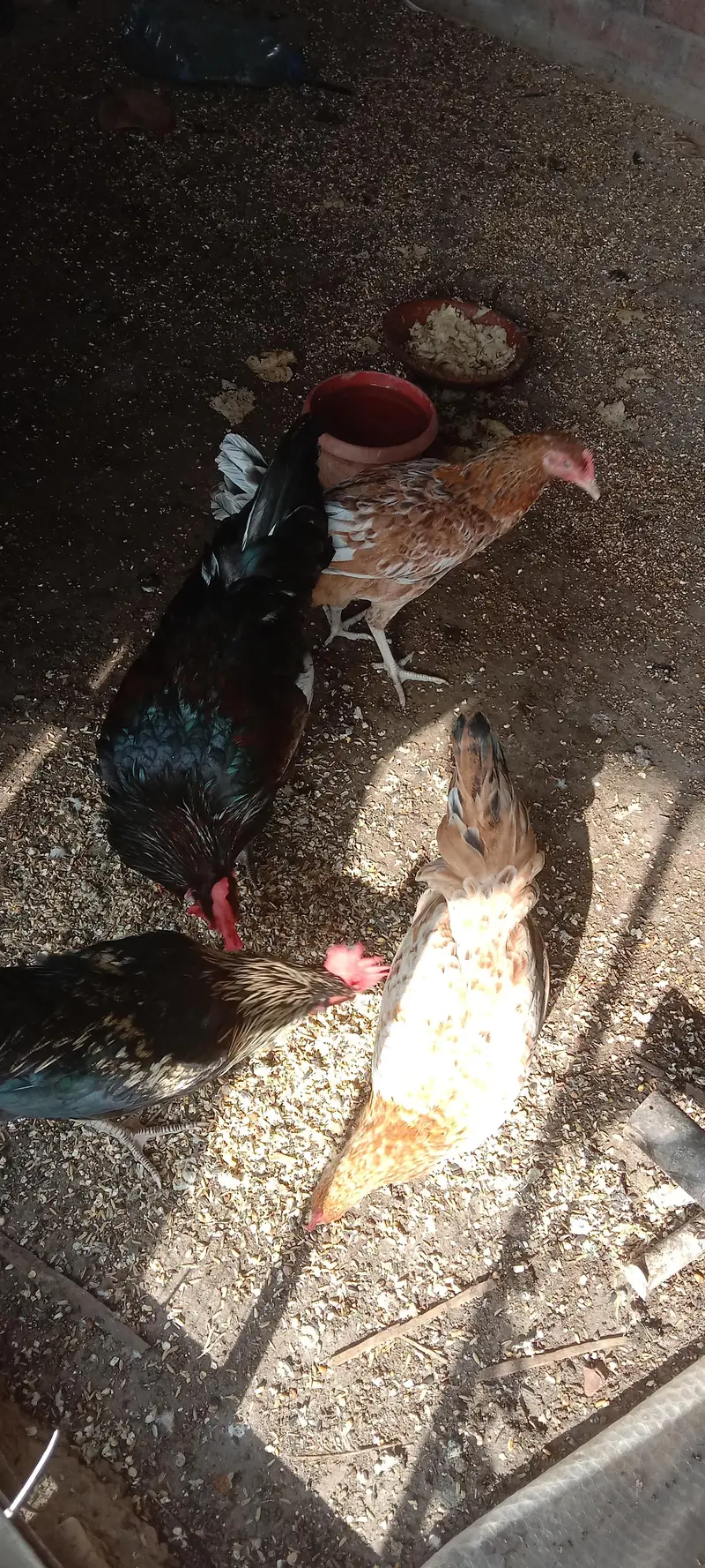hens pair for sale — photo 2