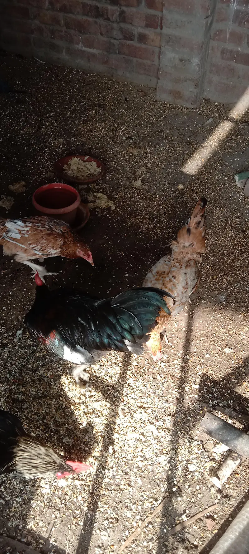 hens pair for sale — photo 3