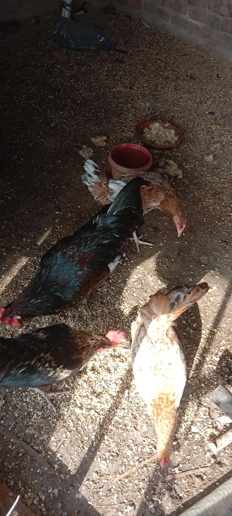 hens pair for sale — photo 4