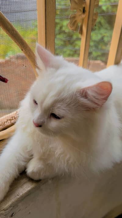 Persian 6month old