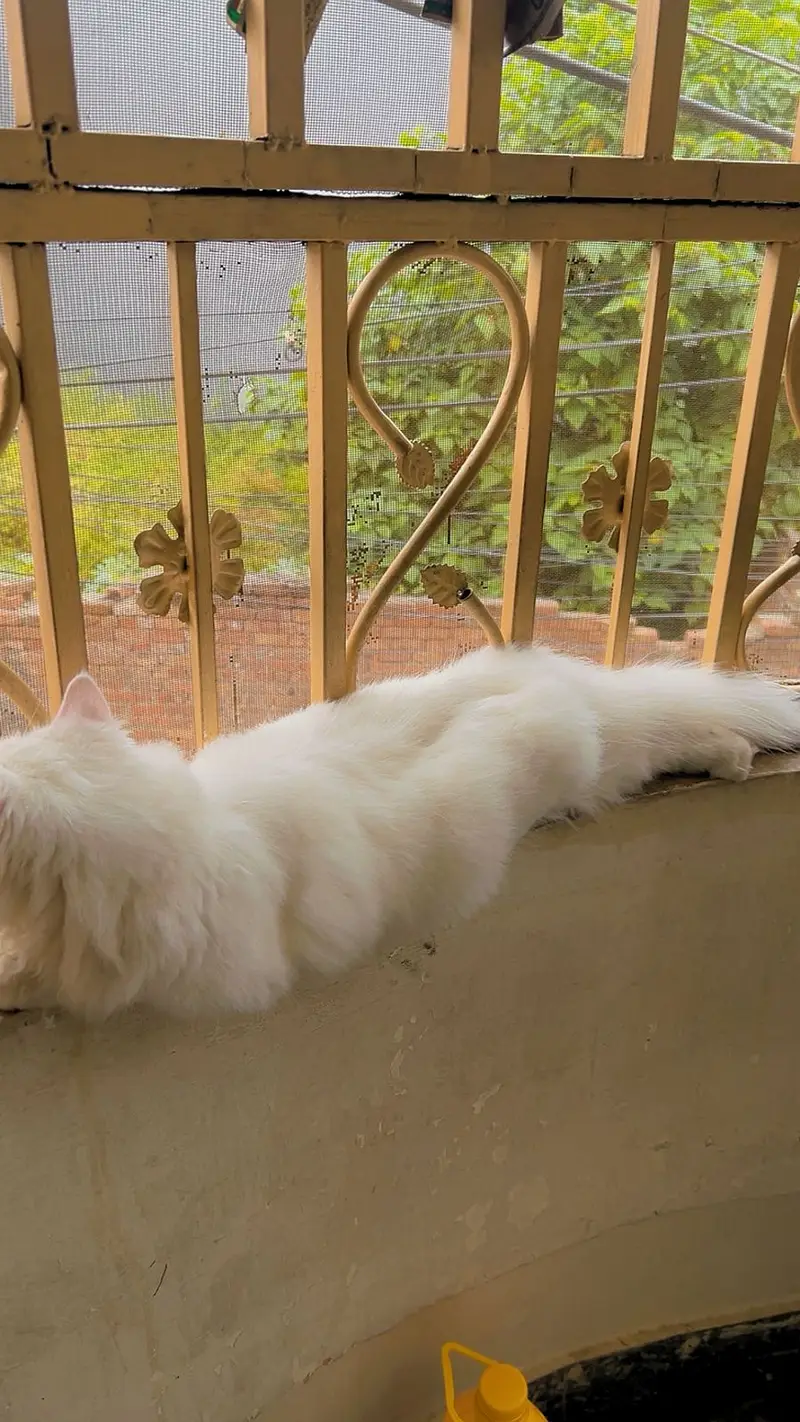 Persian 6month old — photo 2