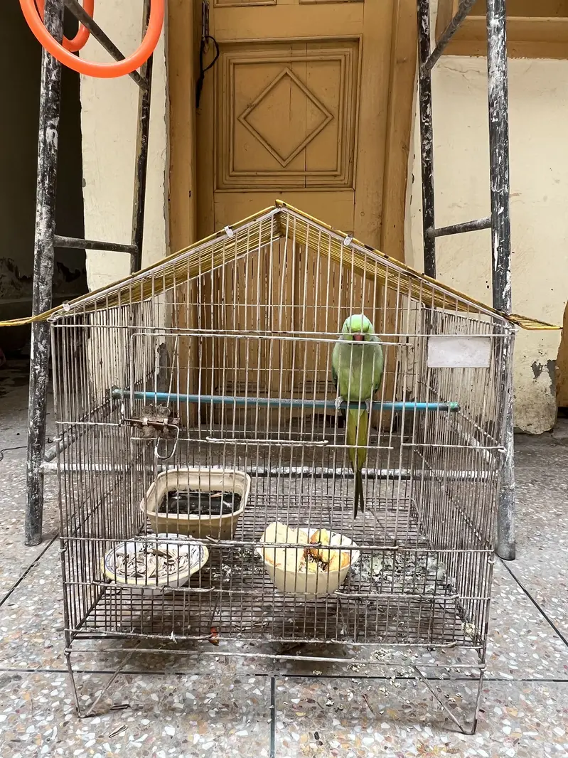 Cages — photo 2