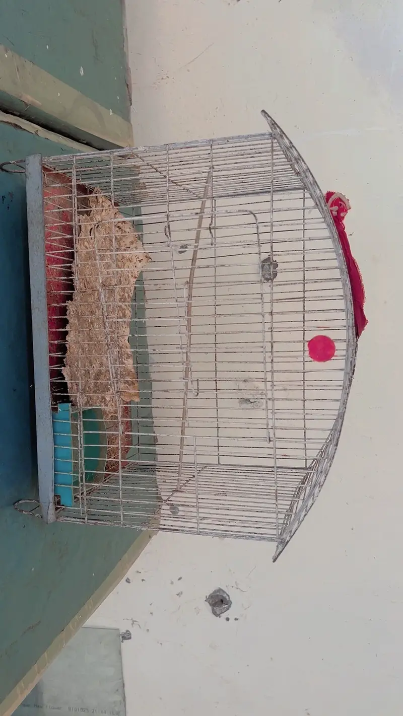 Cages — photo 6