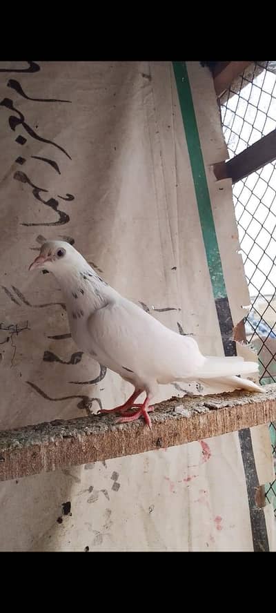 Patti wale Madi