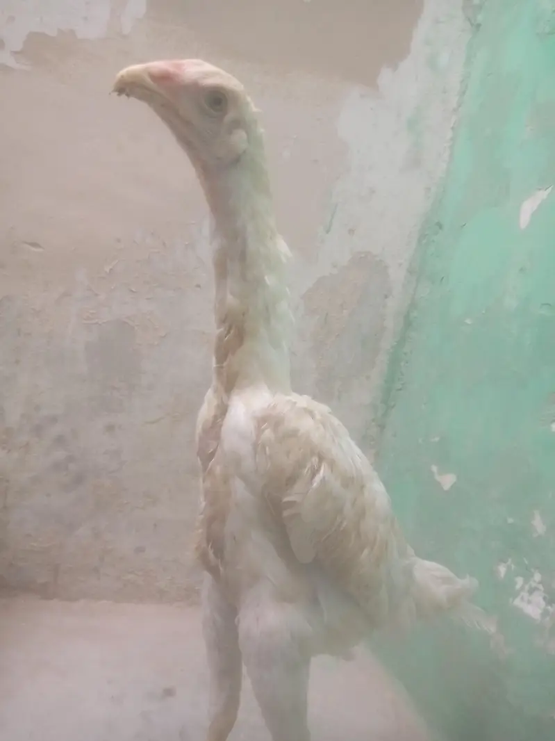 Germen King White O Shamo — photo 2