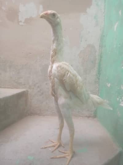 Germen King White O Shamo