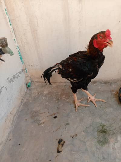 aseel murgha for sale