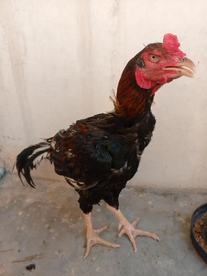 aseel murgha for sale — photo 2