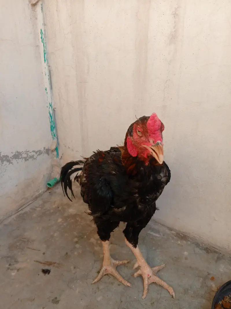 aseel murgha for sale — photo 3