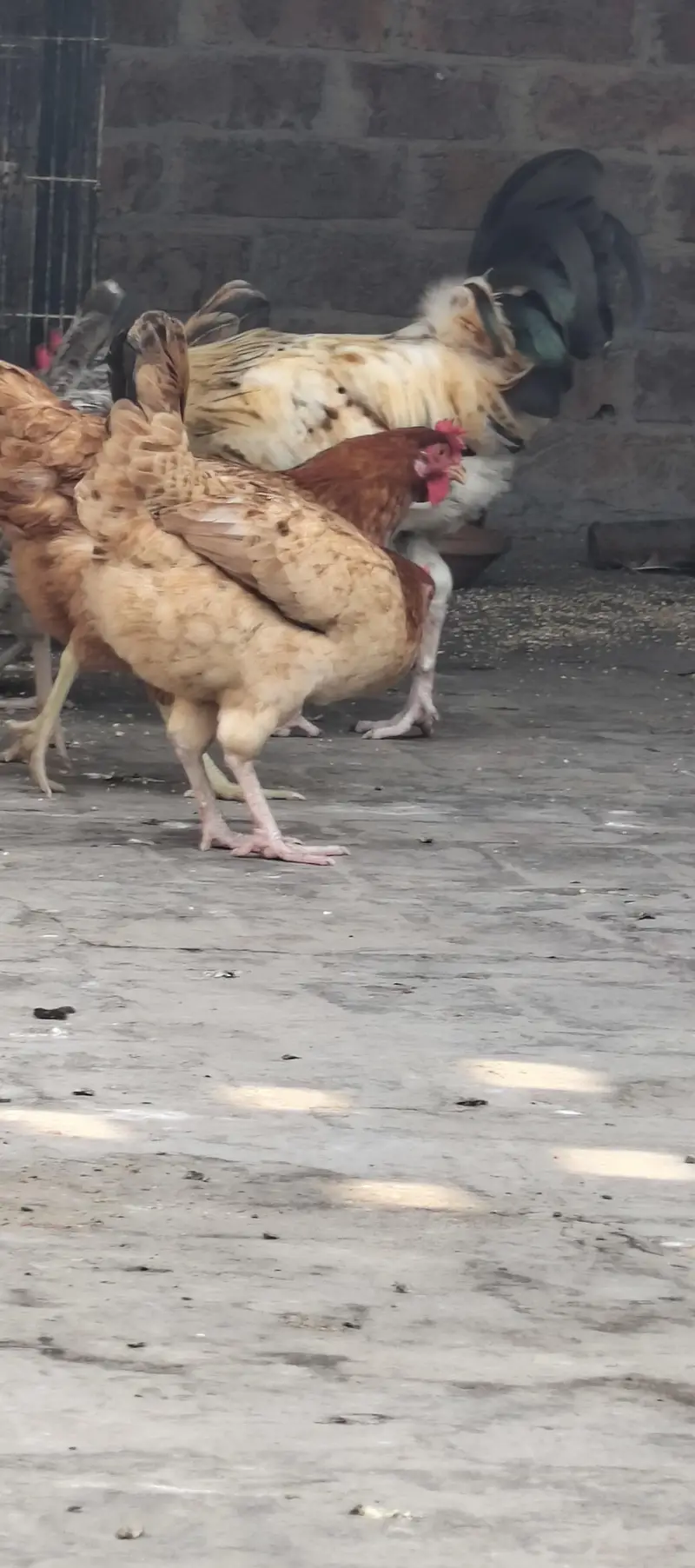 Desi Murgay or Murgya — photo 2