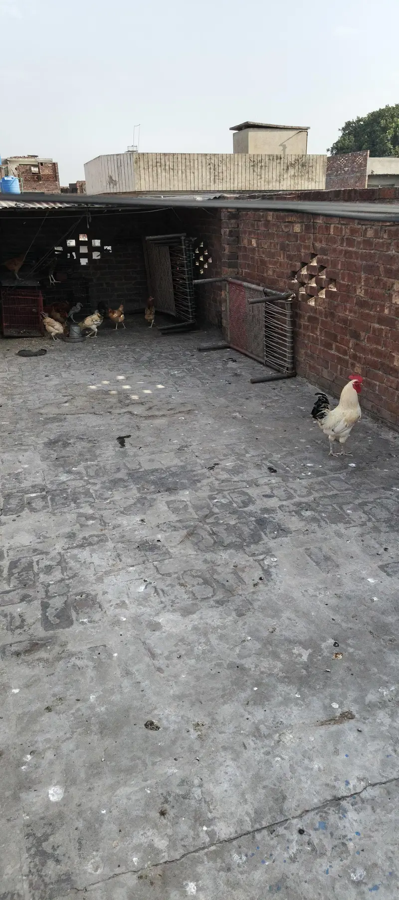 Desi Murgay or Murgya — photo 9