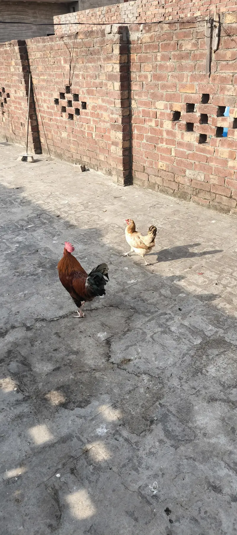 Desi Murgay or Murgya — photo 10