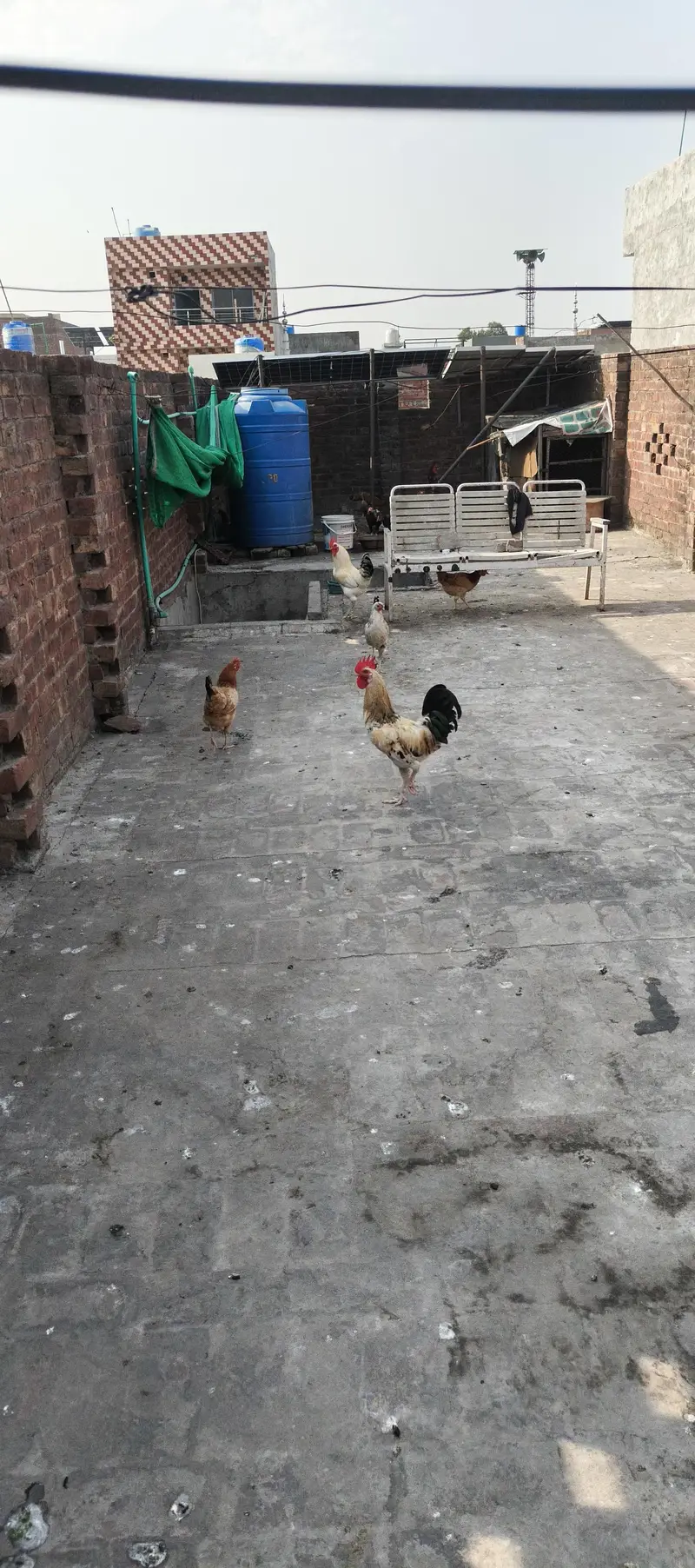 Desi Murgay or Murgya — photo 11
