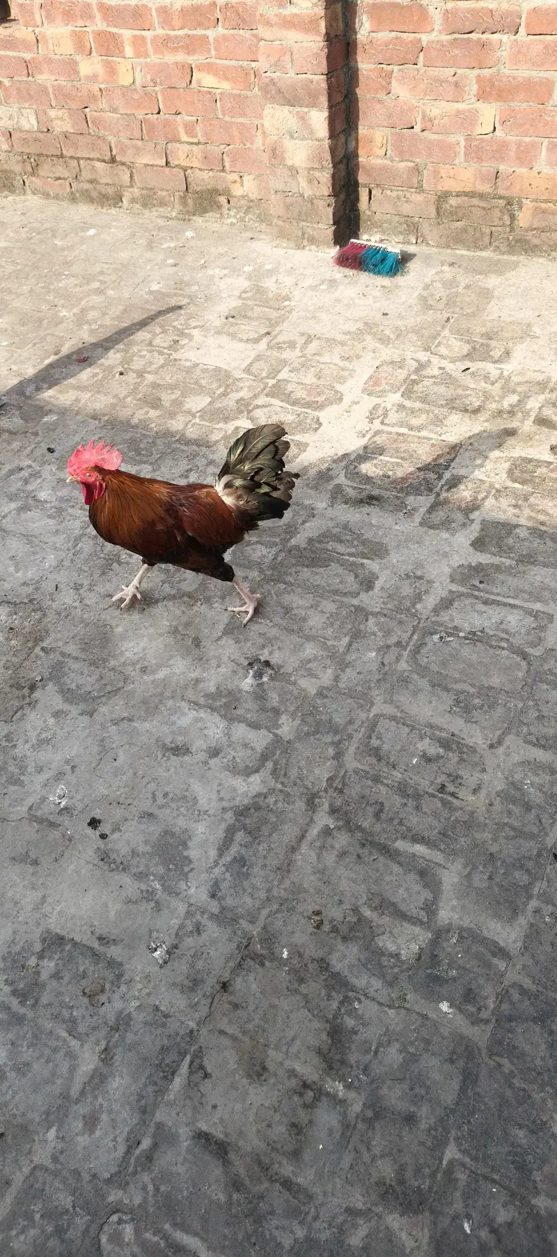 Desi Murgay or Murgya — photo 12
