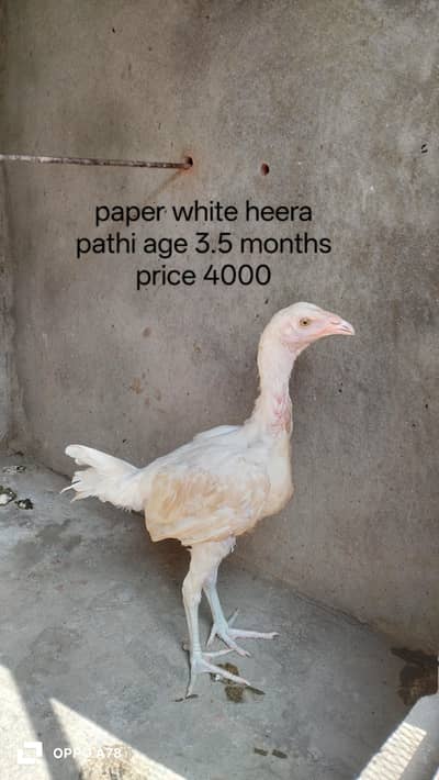 paper white heera chicks high quality aseel and Thai chicks pair