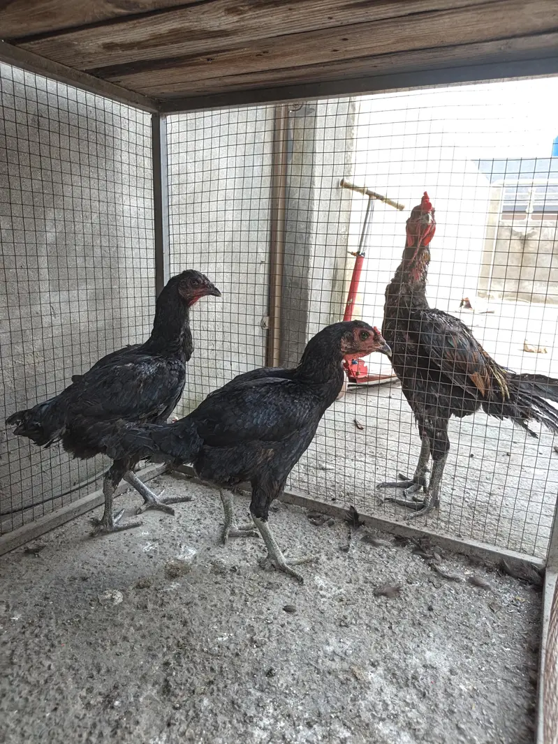 thai assel trio pair — photo 2