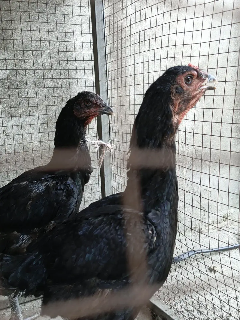 thai assel trio pair — photo 3