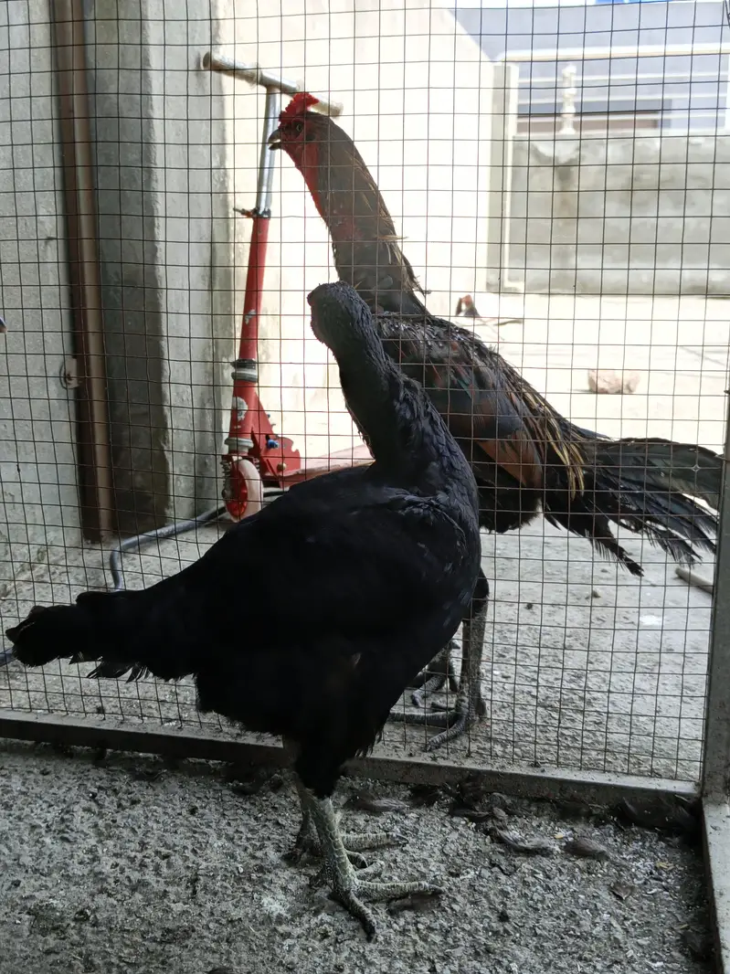 thai assel trio pair — photo 4