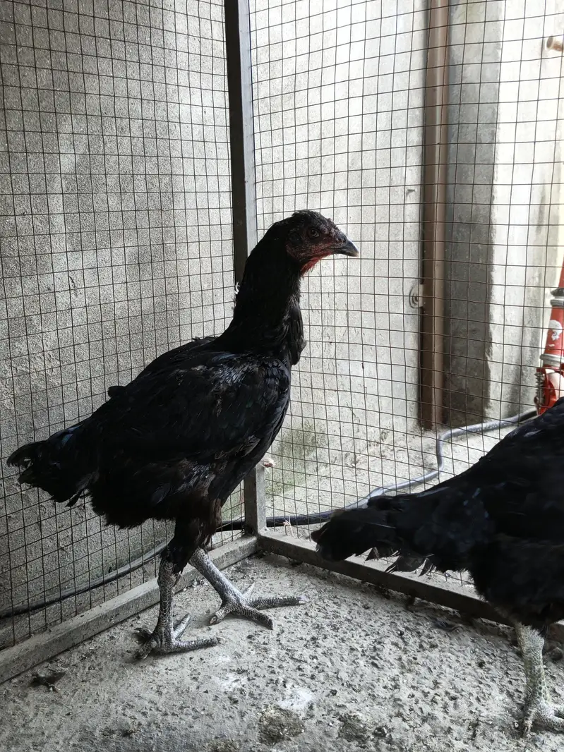 thai assel trio pair — photo 5