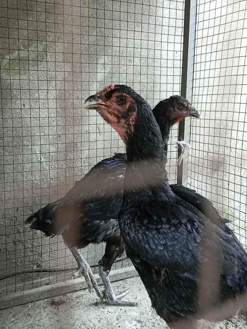 thai assel trio pair — photo 7